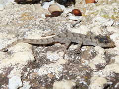 Mediodactylus kotschyi