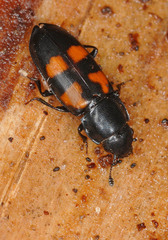 Glischrochilus quadripunctatus