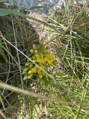 Hypoxis rigidula