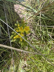 Hypoxis rigidula