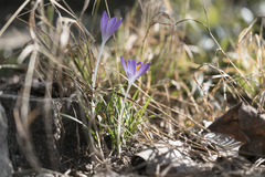 Crocus tommasinianus