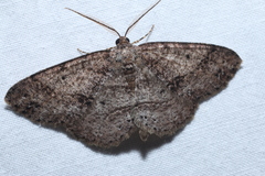 Melanolophia signataria