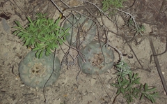 Lophophora williamsii