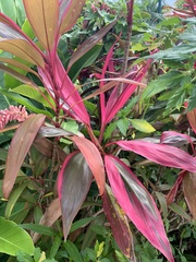 Cordyline fruticosa