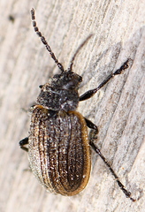Galeruca interrupta