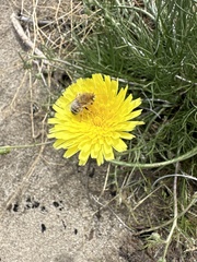 Martinapis occidentalis