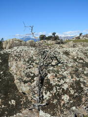 Pyrus bourgaeana