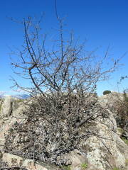 Pyrus bourgaeana
