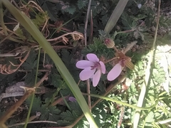 Erodium