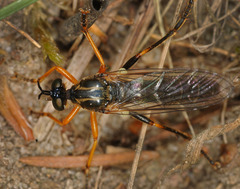 Dioctria rufipes
