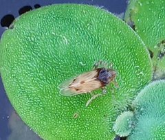 Delphacidae