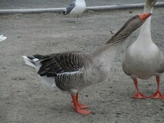 Anser anser domesticus