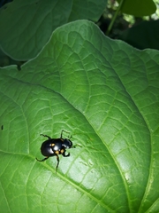 Canthon septemmaculatus