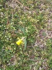 Narcissus jonquilla