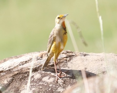 Macronyx capensis colletti