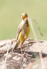 Macronyx capensis colletti