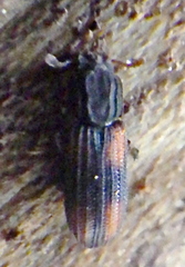 Bitoma crenata