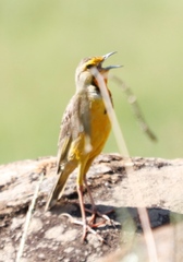 Macronyx capensis colletti