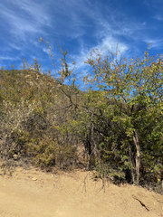 Coursetia glandulosa