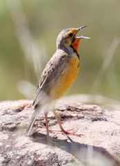 Macronyx capensis colletti