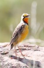 Macronyx capensis colletti