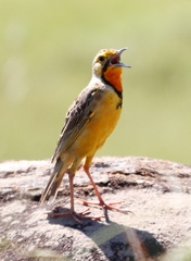 Macronyx capensis colletti