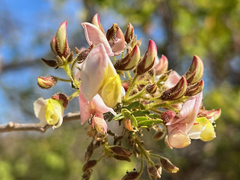 Coursetia glandulosa