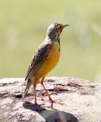 Macronyx capensis colletti