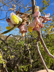 Coursetia glandulosa