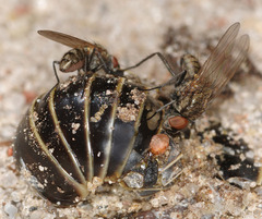 Anthomyiidae