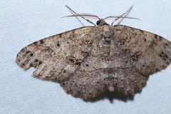 Melanolophia signataria