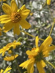 Encelia farinosa