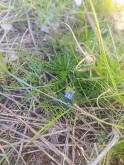 Veronica triphyllos