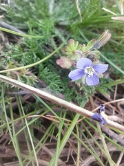 Veronica triphyllos