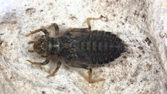 Ophiogomphus cecilia