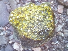 Pisolithus arhizus