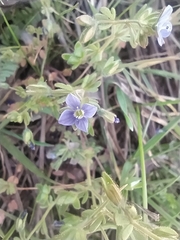 Veronica triphyllos