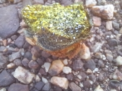 Pisolithus arhizus