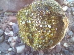 Pisolithus arhizus
