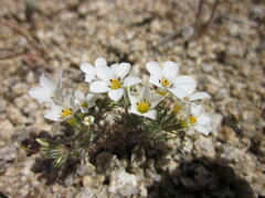 Linanthus killipii