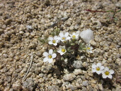 Linanthus killipii
