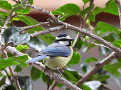 Cyanistes teneriffae teneriffae
