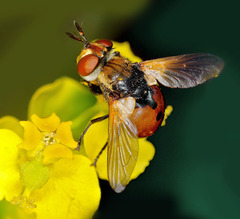 Gymnosoma