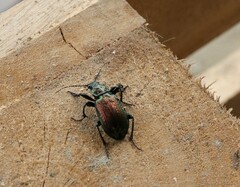 Carabina