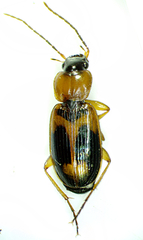 Badister lacertosus