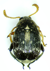 Bruchus luteicornis