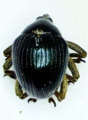 Orobitis cyanea