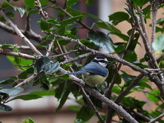 Cyanistes teneriffae teneriffae