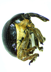 Orobitis cyanea