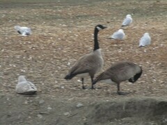 Branta canadensis